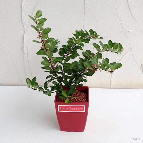 園芸ネット本店｜ハリツルマサキ・ハートが実る木5号鉢植え の通販【公式】