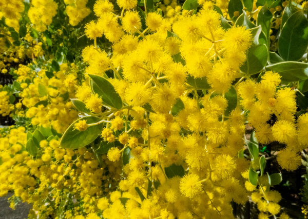 園芸ネット本店｜アカシア：パールアカシア6号鉢植え の通販【公式】