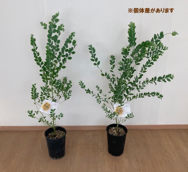 園芸ネット本店｜アカシア：パールアカシア6号鉢植え の通販【公式】