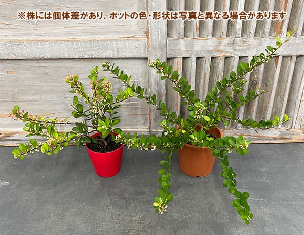 園芸ネット本店｜（わけあり特価）ハリツルマサキ・ハートが実る木3.5