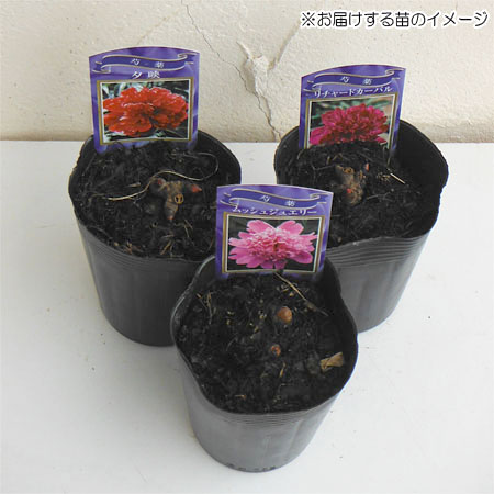 園芸ネット本店｜シャクヤク（芍薬）：オリエンタルゴールド4号 の通販