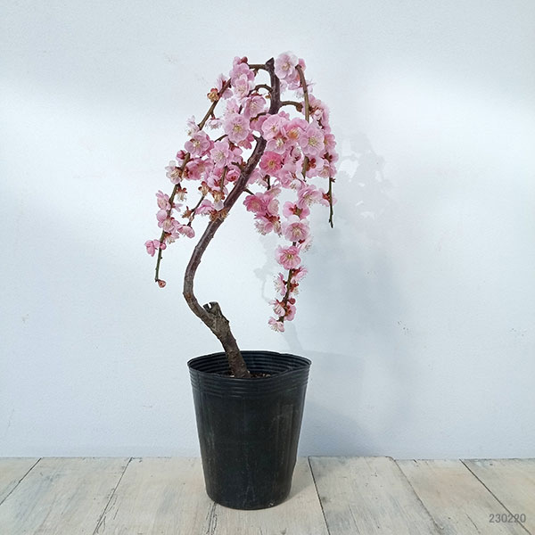 園芸ネット本店｜シダレウメ（枝垂れ梅・花梅）：呉服（八重桃花）4号