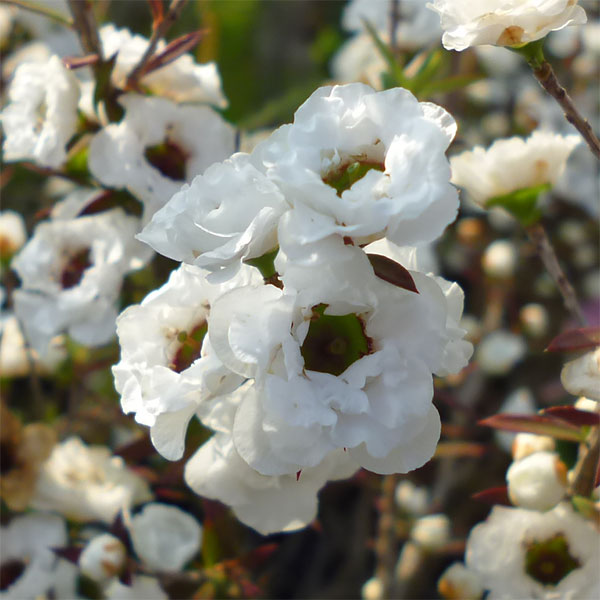 園芸ネット本店｜ギョリュウバイ：白花八重5号ポット の通販【公式】