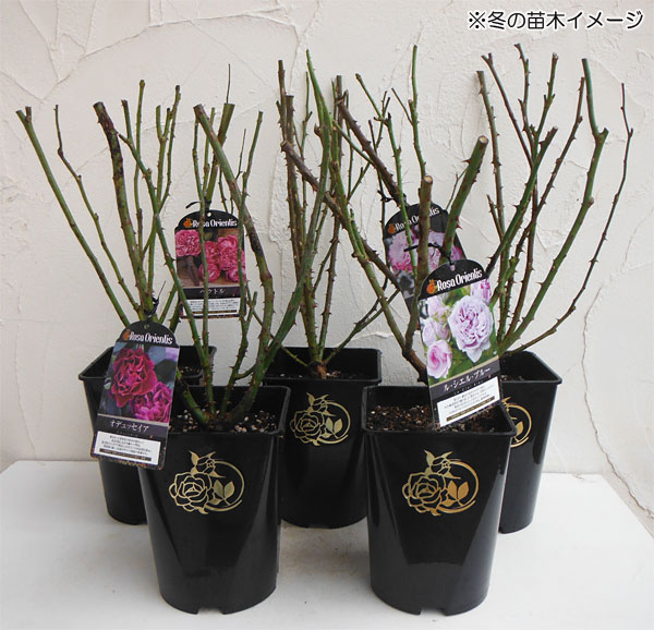 園芸ネット本店｜ロサ・オリエンティス：ピュール大苗6号角鉢植え(バラ