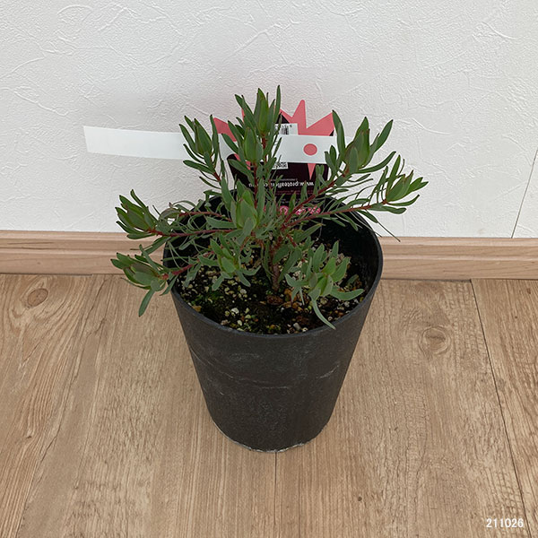 園芸ネット本店｜リューカデンドロン：ファイヤーグロー5号鉢植え の