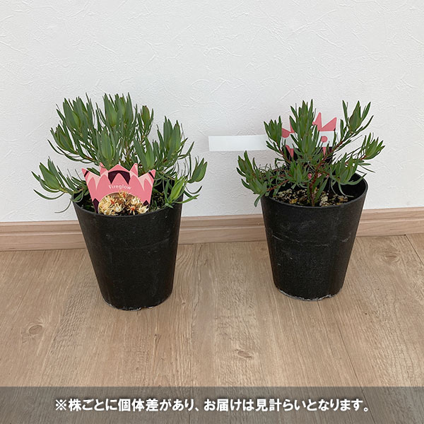 園芸ネット本店｜リューカデンドロン：ファイヤーグロー5号鉢植え の