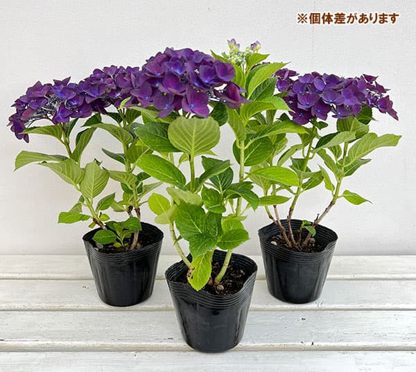 園芸ネット本店｜[26年3月中下旬予約]アジサイ：ディープパープル3.5号
