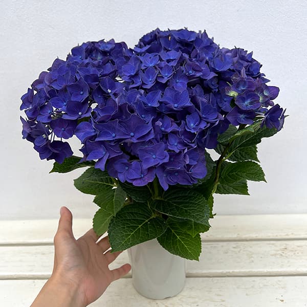 花苗】ハイドランジア ディープパープル 普通苗 タグ付き正規品 ポット
