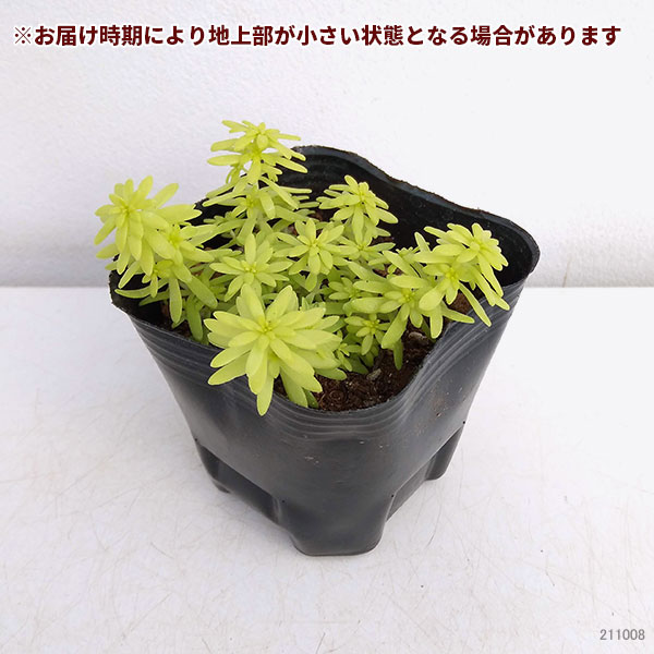 園芸ネット本店｜セダム3号ポット 4種セットB の通販【公式】