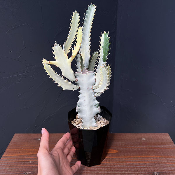 園芸ネット本店｜ユーフォルビア：ホワイトゴースト 4号鉢植え の通販