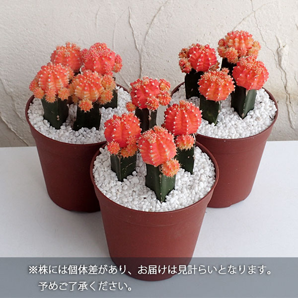 園芸ネット本店｜サボテン緋牡丹（ヒボタン）の寄せ植え4号鉢植え の