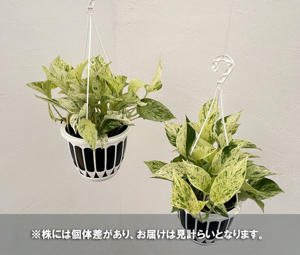 園芸ネット本店｜ポトス：マーブルクイーン 5号吊り鉢 の通販【公式】
