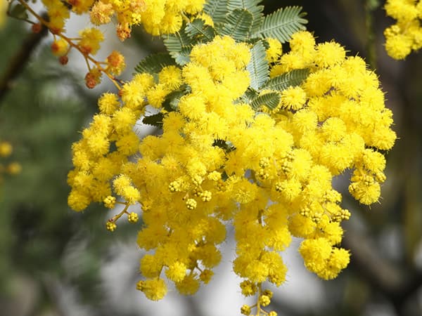 園芸ネット本店｜アカシア：ギンヨウアカシア 7号鉢植え の通販【公式】