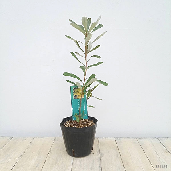 園芸ネット本店｜バンクシア：コーストバンクシア5号鉢植え の通販【公式】
