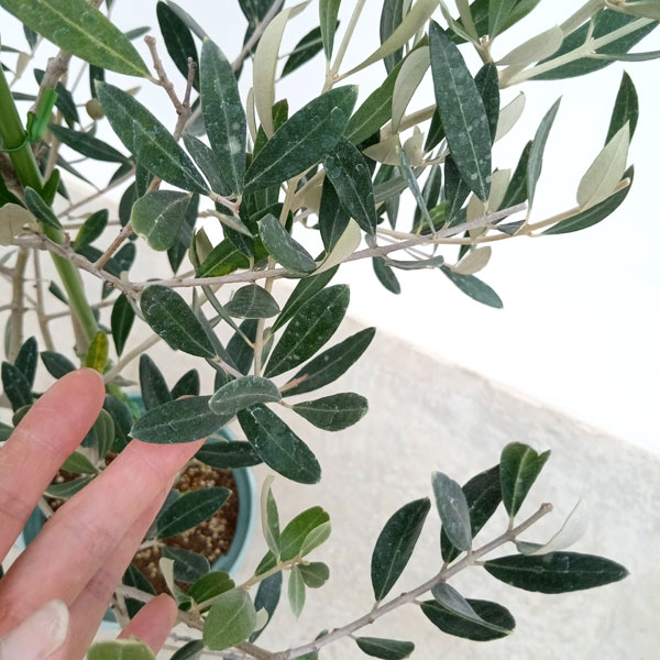 園芸ネット本店｜オリーブ：ミッション 8号鉢植え* の通販【公式】