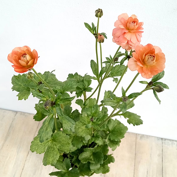 ラナンキュラス ラックス リーベラ 希少苗 タグ付き 7芽