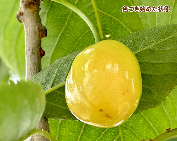 園芸ネット本店｜サクランボ3種受粉樹セット：さとうにしき（佐藤錦