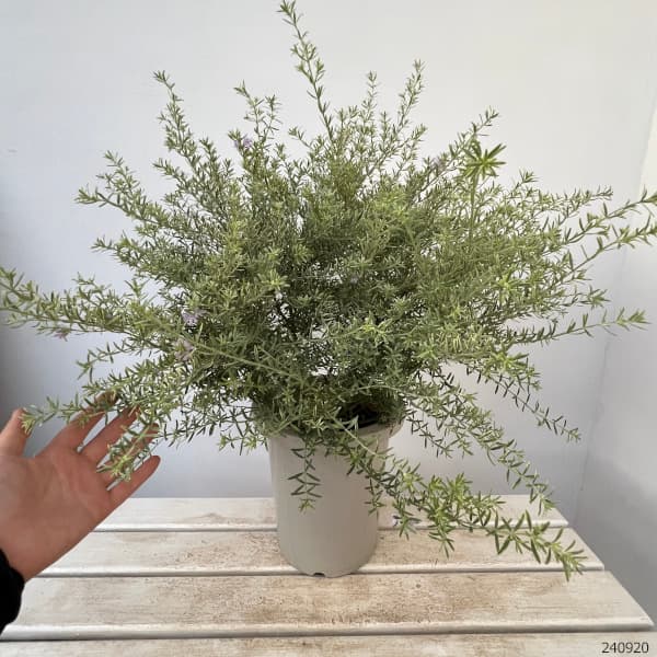 園芸ネット本店｜ウエストリンギア：モーニングライト8号鉢植え の通販