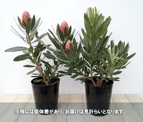 園芸ネット本店｜プロテア：スペシャルピンクアイス 6号鉢植え** の