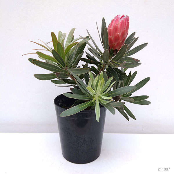園芸ネット本店｜プロテア：スペシャルピンクアイス 6号鉢植え（花