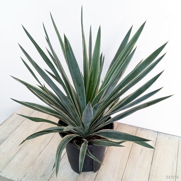 園芸ネット本店｜ユッカ：グロリオサ バリエガータ 8号鉢植え の通販