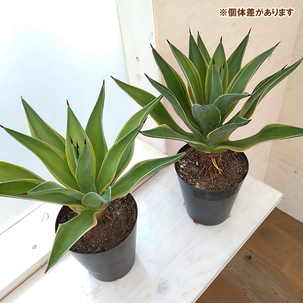 園芸ネット本店｜アガベ：ジョーホーク（クリーミー斑入り） 6号 の