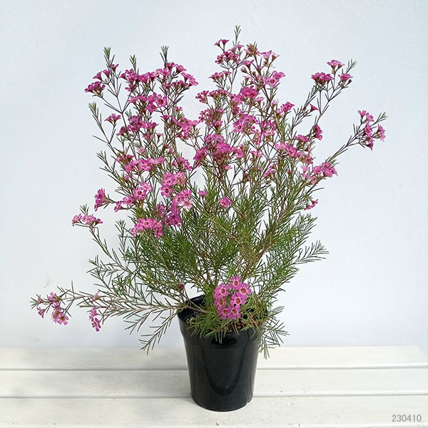 園芸ネット本店｜ワックスフラワー5号鉢植え の通販【公式】