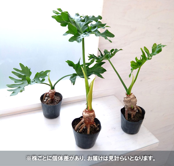 園芸ネット本店｜フィロデンドロン：セローム根上がり 3号ポット の