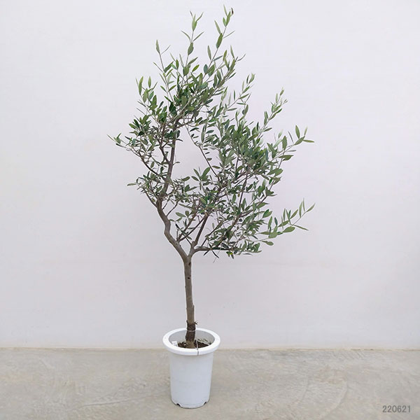 園芸ネット本店｜オリーブ：コロネイキ 7号鉢植え の通販【公式】