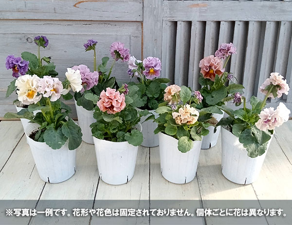 園芸ネット本店｜パンジー：松原園芸さんのアンティークラッフル（花色