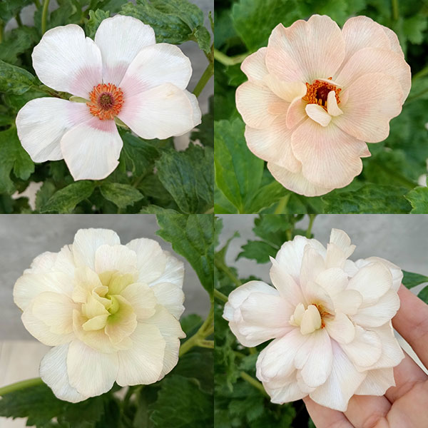 園芸ネット本店｜ラナンキュラス：ラックス メリッサ5号鉢植え の通販