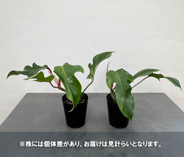 園芸ネット本店｜フィロデンドロン：スクアミフェルム 4号硬質ポット