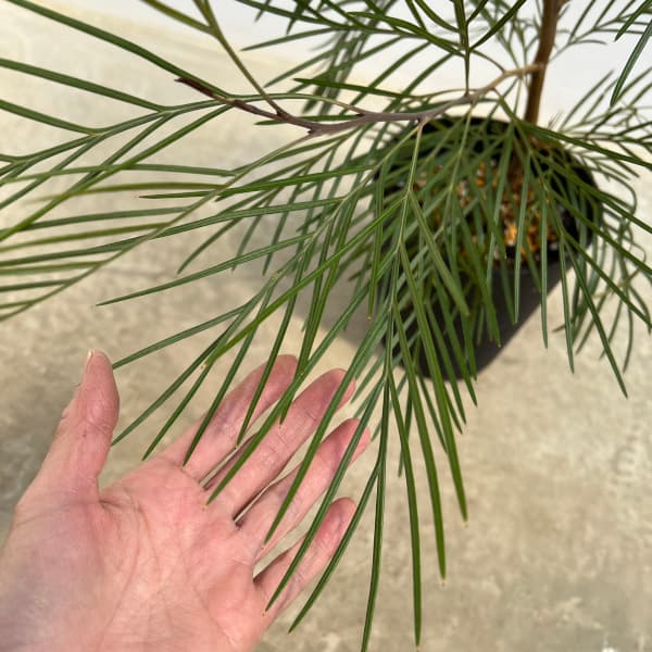 園芸ネット本店｜グレビレア：カランドラジェム6号鉢植え の通販【公式】