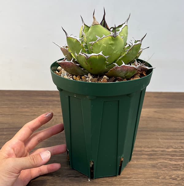 園芸ネット本店｜アガベ：チタノタ5号鉢植え（23-11） の通販【公式】