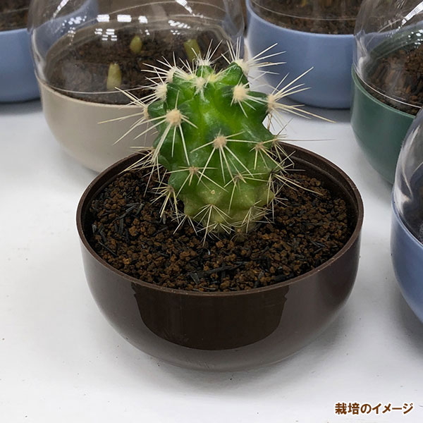 園芸ネット本店｜【会員プレゼント！】サボテン栽培カプセル：いろんな