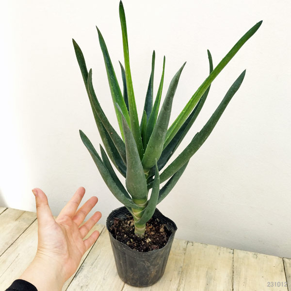 園芸ネット本店｜アロエ：ヘラクレス 4.5号 の通販【公式】