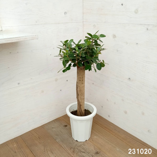 園芸ネット本店｜ガジュマル：パンダガジュマル 8号鉢植え** の通販