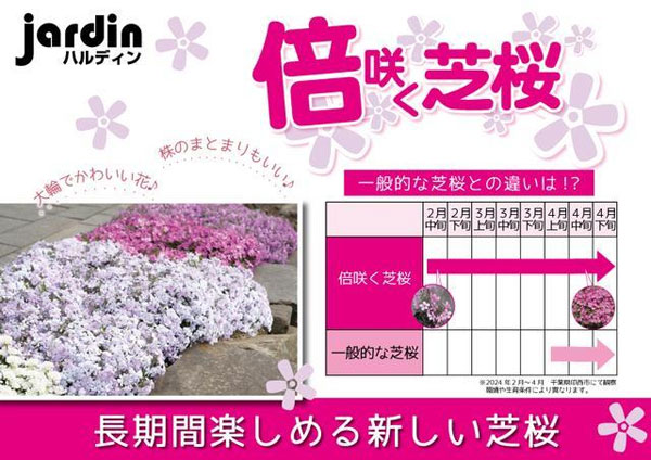 園芸ネット本店｜倍咲く芝桜（シバザクラ）：ウッドランダー ピンク3号