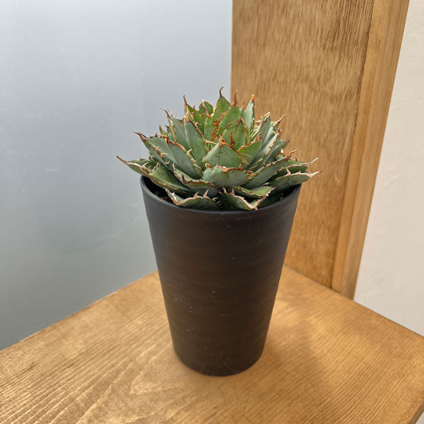 園芸ネット本店｜アガベ：チタノタ フィリグリー 3.5号鉢植え の通販