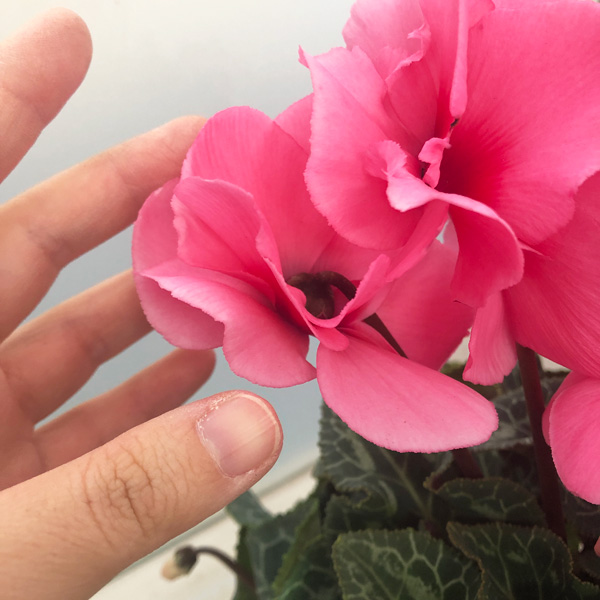 園芸ネット本店｜シクラメン：ファルファーレ5号鉢植え の通販【公式】