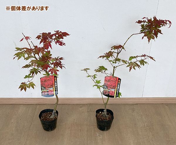 園芸ネット本店｜モミジ：紅鴫立沢（ベニシギタツサワ）4号ポット の