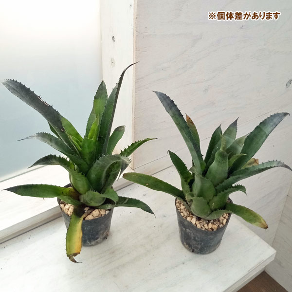 園芸ネット本店｜ホヘンベルギア：レオポルドホルスティ ダブルスピン