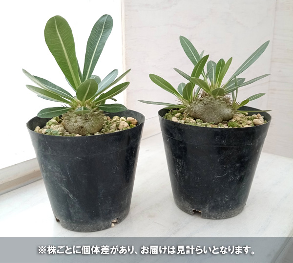園芸ネット本店｜パキポディウム：ブレビカウレ（恵比寿笑い） 4号 の