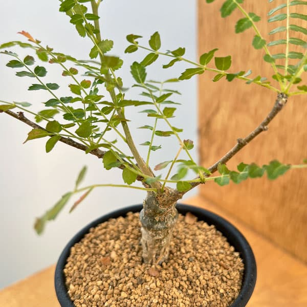 園芸ネット本店｜ボスウェリア：ネグレクタ 2.5号鉢植え の通販【公式】