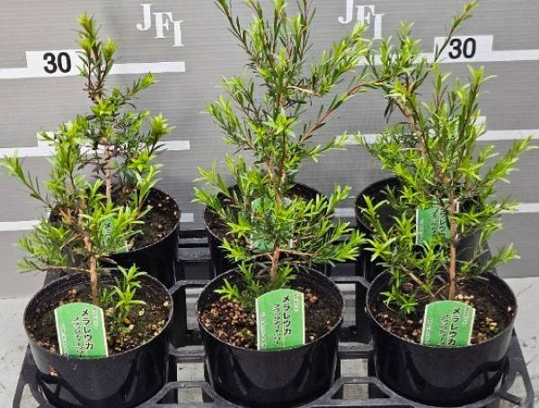 園芸ネット本店｜メラレウカ：ブラックティーツリー6号ポット の通販