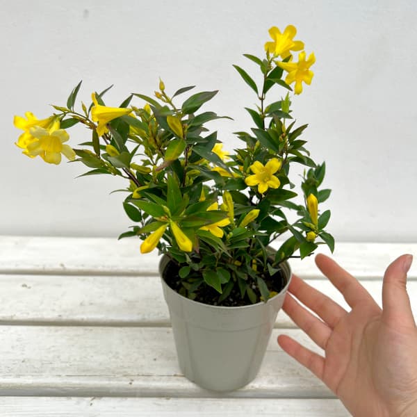 園芸ネット本店｜カロライナジャスミン4号鉢植え の通販【公式】