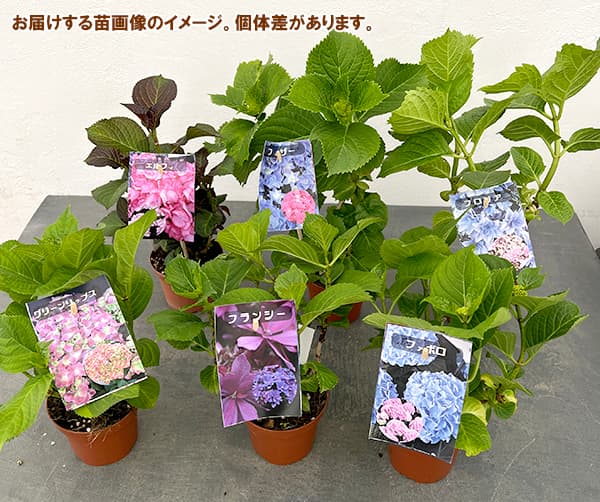 園芸ネット本店｜アジサイ：ベルベットビューティー3.5号ポット の通販