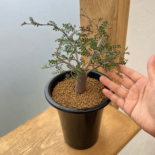園芸ネット本店｜オペルクリカリア：デカリー （根伏せ株） 5号鉢植え