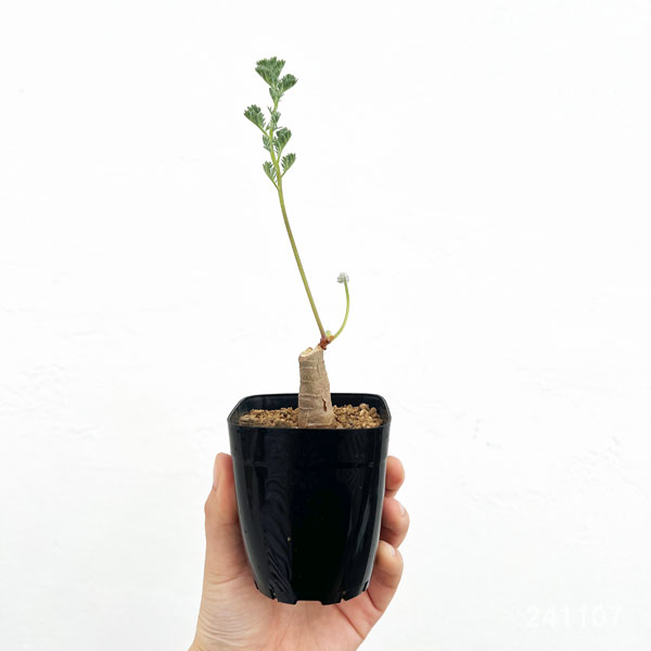 園芸ネット本店｜ペラルゴニウム：トリステ 2.5号鉢植え の通販【公式】