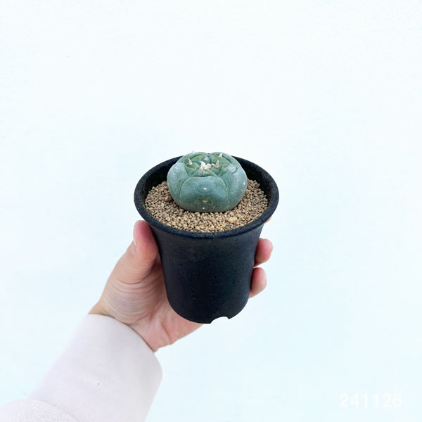 園芸ネット本店｜サボテン：ロフォフォラ 銀冠玉（ぎんかんぎょく